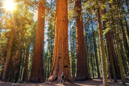 Sequoia and Kings Canyon National Park self-guided driving audio tour