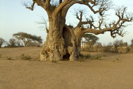 Bush & Saloum Delta full-day guided tour from Pointe Sarène