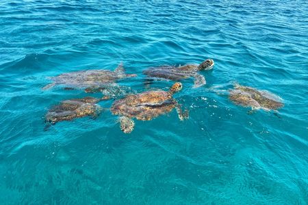 Full-day hiking and snorkeling with turtles tour in São Pedro