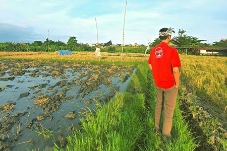 Bali's hidden rice terraces trek experience