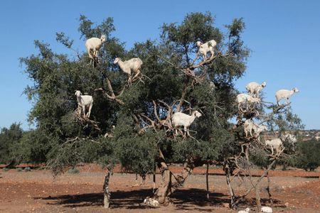 Goats on the tree trip from Agadir