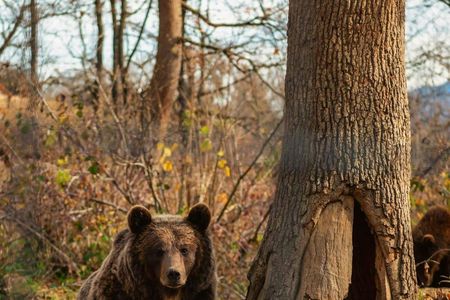 Libearty Bear Sanctuary and Bran Castle private full-day tour