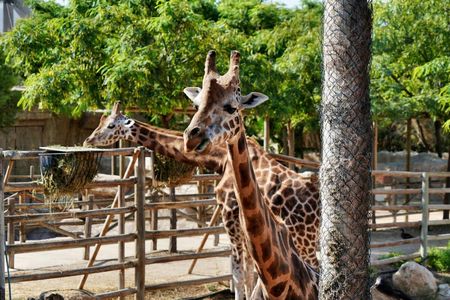Terra Natura Theme Park in Murcia Entrance Ticket