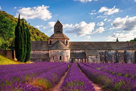 Sault lavender fields full-day guided tour from Avignon