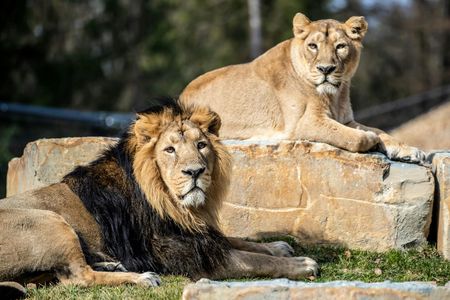 Dar es Salaam Zoo day-tour