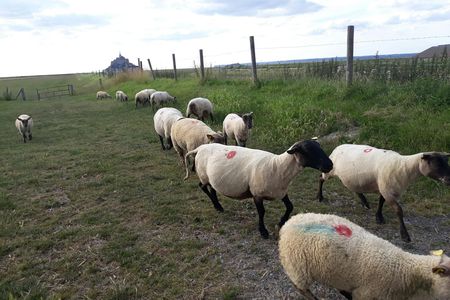 Private guided tour of Mont-Saint-Michel from Bayeux or Caen