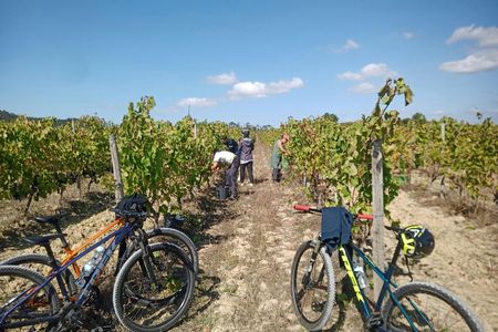 Bairrada vineyards bike tour with tastings from Coimbra