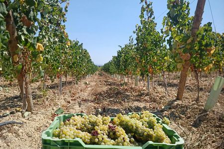 Half-day Bairrada Winery Route tour from Coimbra