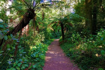 Bussaco Forest walking experience from Coimbra