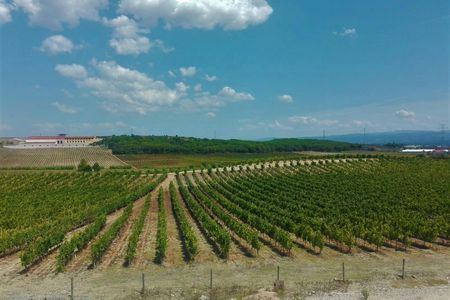 Bairrada wine route experience with wine tasting and lunch