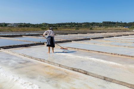 Figueira da Foz, rice paddies and saline pans excursion from Coimbra