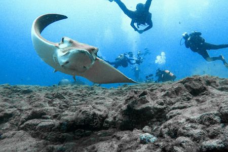 Beginner diving experience in Tenerife
