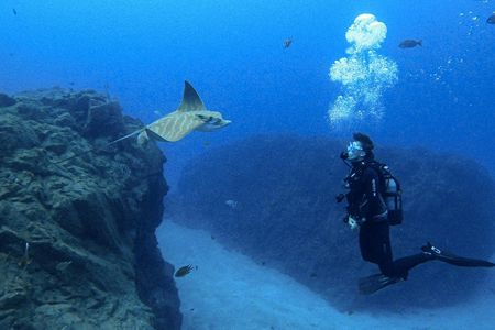 Night dive for certified divers in Tenerife