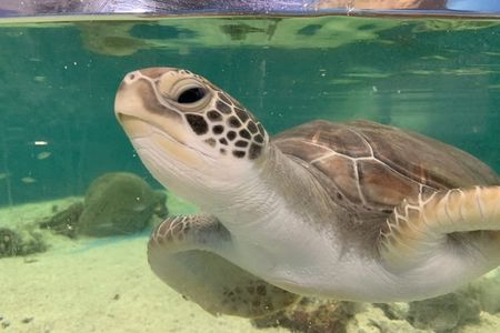 Cairns aquarium Turtle Hospital tour and entrance ticket