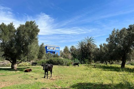 Half day trip to Essaouira oasis