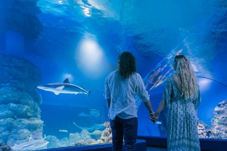Cairns aquarium twilight two hour guided tour and entrance ticket