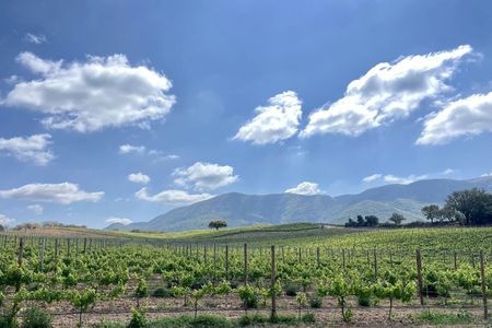 Arrábida small-group wine tour from Lisbon