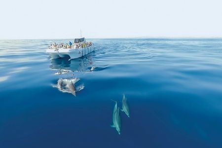 Dolphin spotting and Benagil Caves guided boat trip