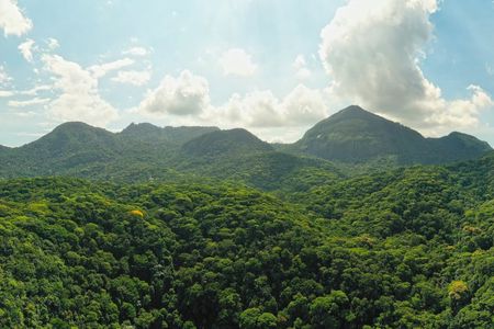 Half-day guided moderate hike at Tijuca Forest