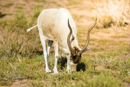 Souss-Massa National Park guided tour with pickup