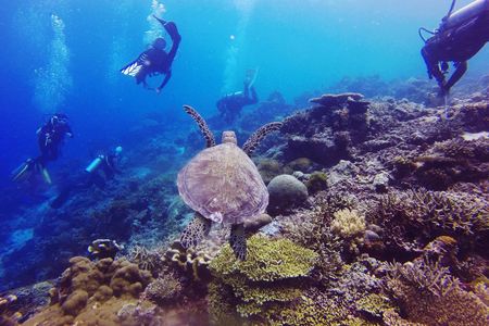 Diving experiences and courses in Marsa Alam