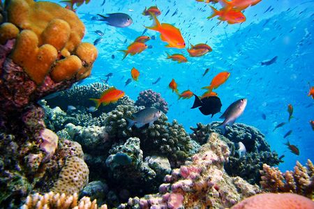 Satayah Reef Snorkeling Tour from Marsa Alam with Lunch and Drinks