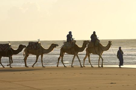 Guided camel ride in Essaouira