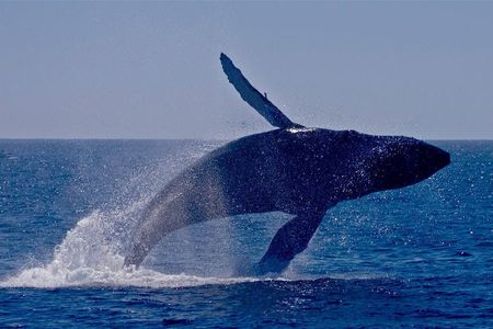 Whale and dolphin watching in Orange County