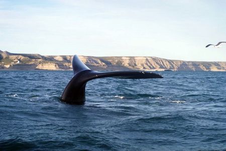 Boat private tour of Peninsula Valdes with Puerto Piramides visit
