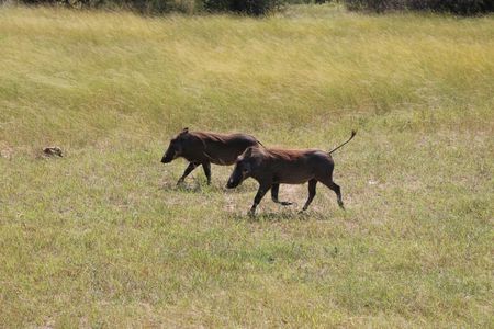 TUI Tours: full-day Etosha game drive