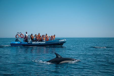 Dolphin spotting guided tour by boat from Lagos