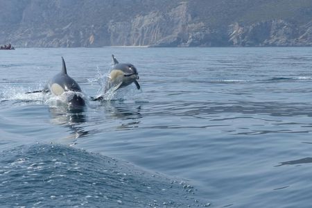 Dolphin Watching in Sesimbra with Transfer