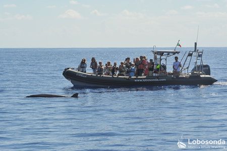 Guided speed boat whale watching tour in Madeira