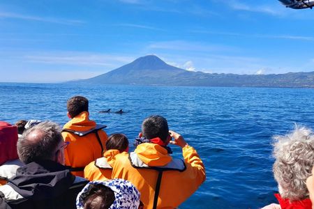 Dolphin and whale watching tour from Lajes do Pico