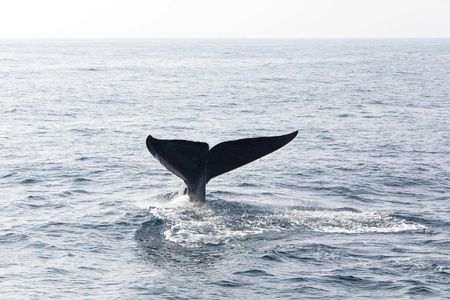 TUI Tours: Whale and dolphin watching from Trincomalee