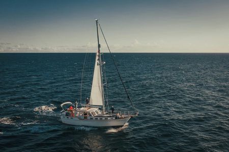 Dolphins and Whales Cruise Trip from Funchal