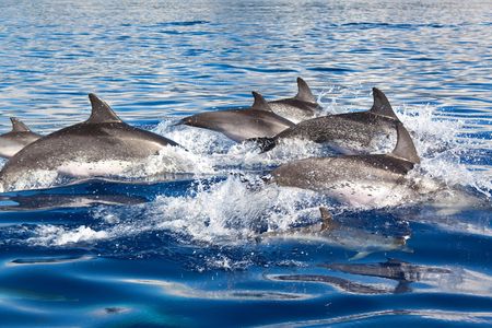 Dolphin watching with marine biologists in Lagos