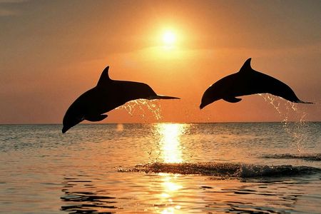 Pula dolphin-watching boat tour with dinner on board