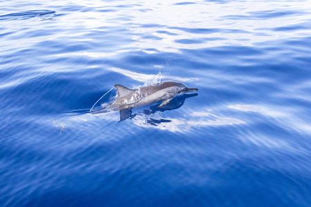 Mauritius dolphin watching cruise and Casela Nature Parks admission