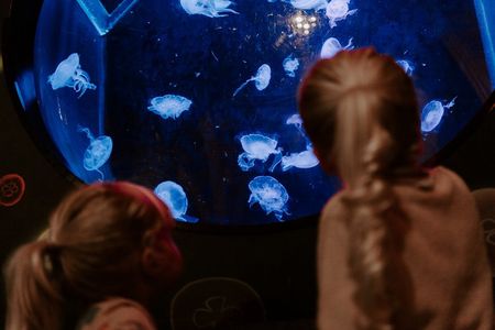 Sea Life Brighton entrance tickets