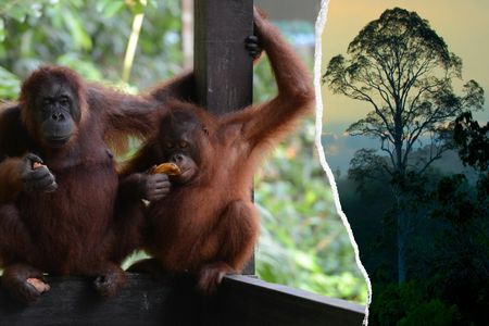 Semenggoh Wildlife and Annah Rais Bidayuh Longhouse tour