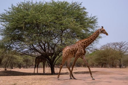 Half-day Bandia reserve safari from Pointe Sarène