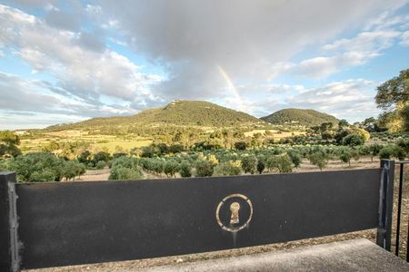 Visit to an olive grove with wine tasting in Maiorca