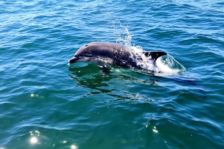 Dolphin-watching boat tour from Sesimbra