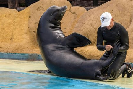 Sea Lion Interaction at Rancho Texas Park Ticket