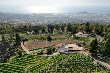 Ecological vineyard guided tour with wine tasting