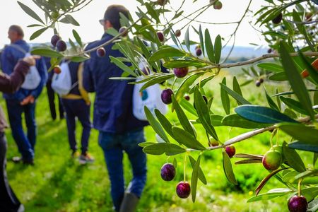 Sicilian olive oil tour in Pantalica with tasting