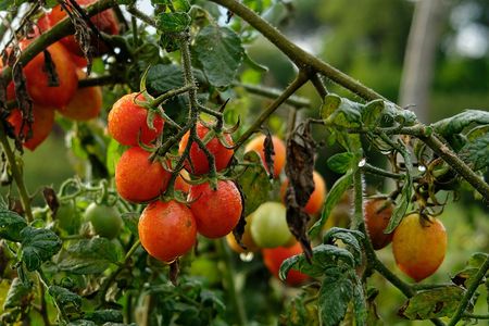 Re Fiascone tomato experience