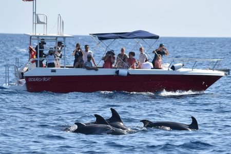 Alghero dolphin experience and guided snorkeling tour