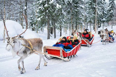Reindeer Farm Visit Experience in Rovaniemi